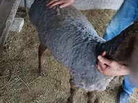 Baran, Hissar sheep — zdjęcie 1