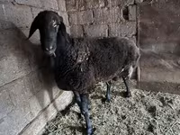 قوچ, گوسفند — عکس 2