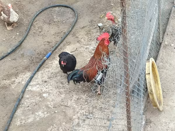 Chickens