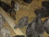 Australorp — foto 7