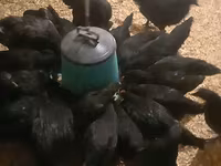 Australorp — fotografija 4