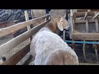 Vædder, Arashan sheep — foto 2