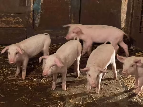 Porci (lot, sex nespecificat),  — Kârgâzstan