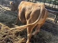Lembu betina, Simmental cattle — foto 3