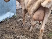 Capra, Capre — foto 1