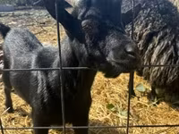 Ri’ lab, Dutch Landrace goats — sawirka 2