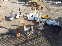Geese — الصورة 2
