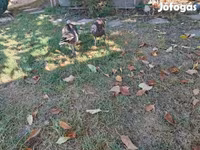 Turkeys — Foto 1