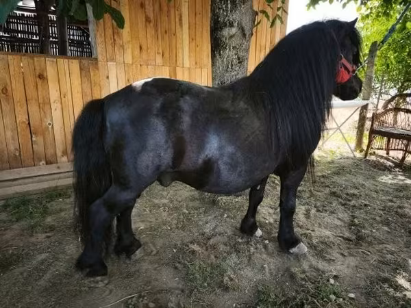 Horse (M), Horses — Hungary