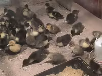 Ducks — عکس 2