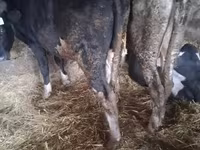 Bik, Russian Black pied cattle — fotografija 3