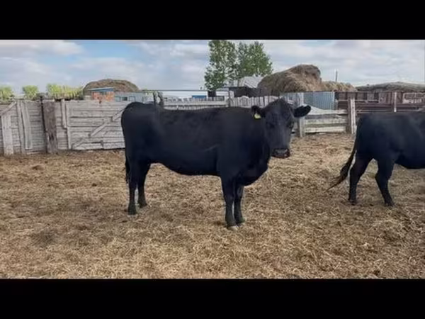 Vaca, Aberdeen-Angus