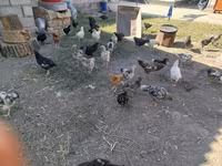 Chickens — foto 3