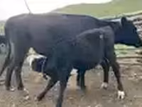 母牛, Cattle — 照片 7
