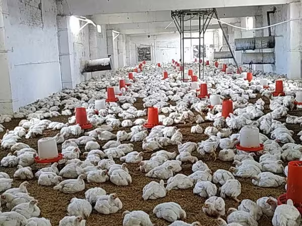 Chickens