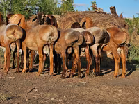 قوچ, Hissar sheep — عکس 3