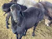 ஆண் ஆடு, Hissar sheep — புகைப்படம் 2