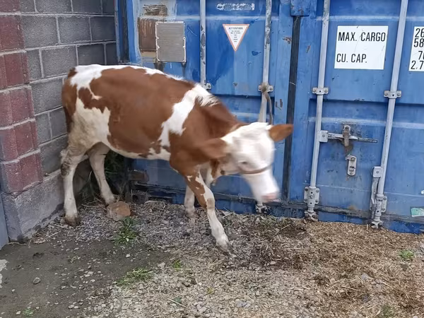 Buğa, Simmental cattle