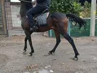 Kuda jantan, Thoroughbred horse — foto 1