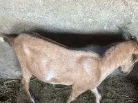 Kozel, Nubian Goat — foto 6