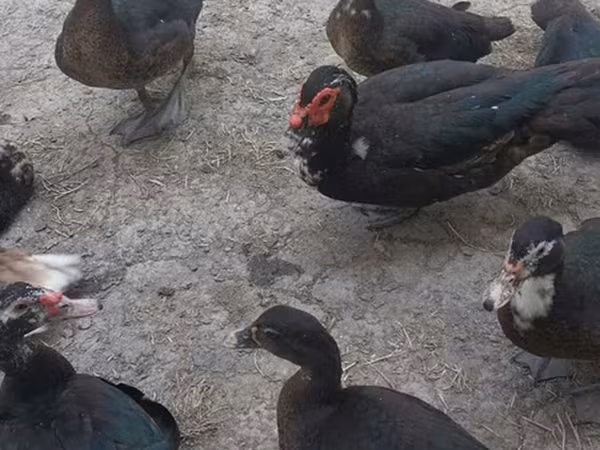 ዶማስቲክ ሙስኮቪ