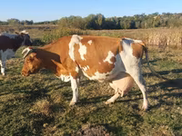 گاو ماده, Simmental cattle — عکس 1