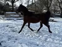 اسب نر, Arabian horse — عکس 5