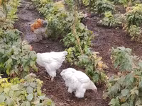 Brahma — foto 3