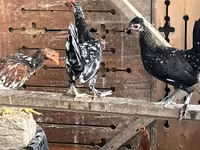 Chickens — zdjęcie 4