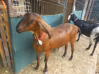Jarac, Nubian Goat — fotografija 1