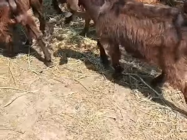 بز نر, بز