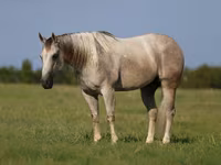 Pastuv, Quarter Horse — fotografija 2