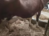 Ko, Simmental cattle — foto 1