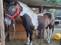 ሴት ፈረስ, Horses — ፎቶ 3
