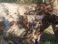 Sapi, Ayrshire — foto 1