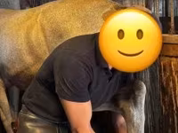 Ngựa đực, Lipizzaner — ảnh 4