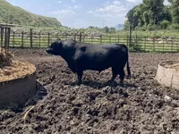 Bò đực, Aberdeen – Angus — ảnh 7