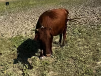 Үнээ, Latvian Blue cattle — 1 зураг