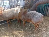 قوچ, Hissar sheep — عکس 6