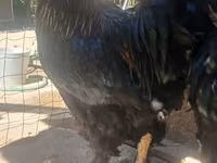 Brahma — foto 1