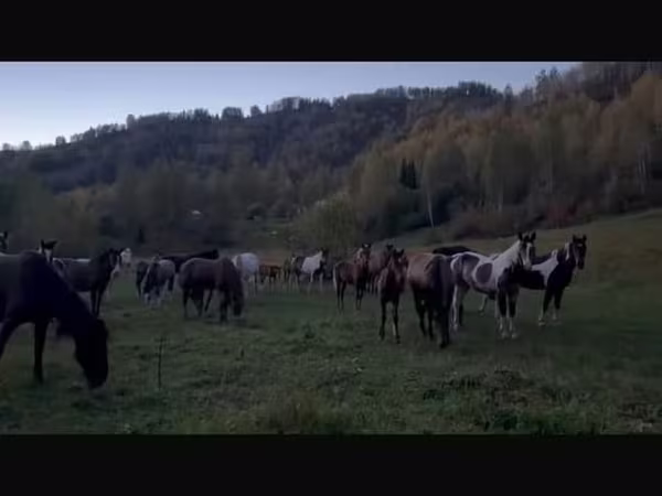 مادیان, New Altai Horse