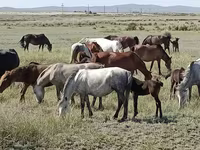 Faras dhaddig, Horses — sawirka 4