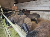 Beran, Edilbay sheep — foto 1