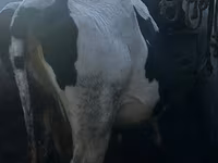 Mucca, Bovini — foto 2