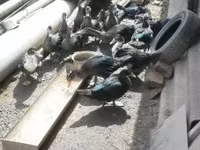Ducks — عکس 5