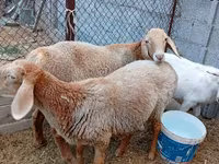 公羊, Arashan sheep — 照片 2