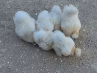Chickens — foto 1