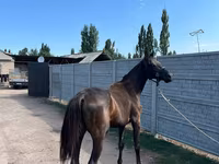 Hingst, Friesian sport horse — foto 4