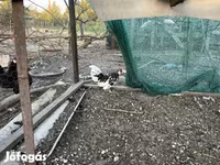 Chickens — تصویر 3
