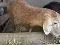 Biri-biri (lot, jantina tidak dinyatakan), Arashan sheep — foto 7
